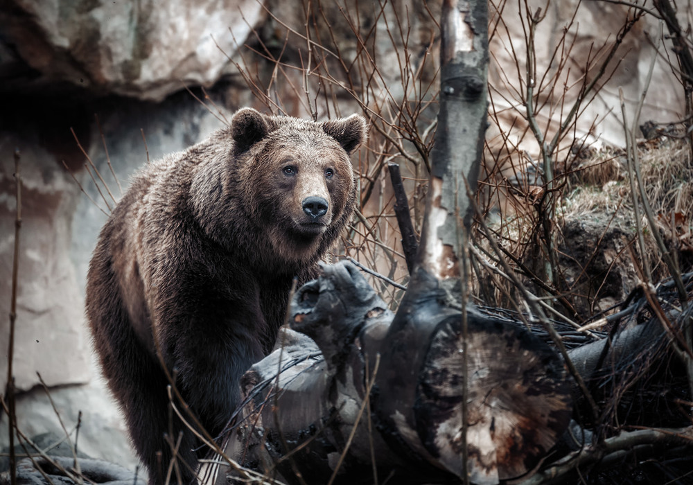 Фотографія Взгляд... ZOO Инсбрук.Австрия! / Александр Вивчарик / photographers.ua