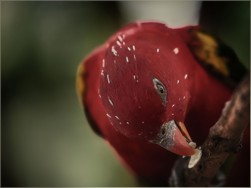 Фотографія Перекус...Куала-Лумпурски й парк птиц...Малайзия. / Александр Вивчарик / photographers.ua