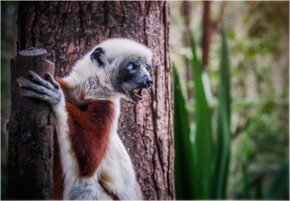 Фотографія Лемурляндия...Мадагаскар! / Александр Вивчарик / photographers.ua