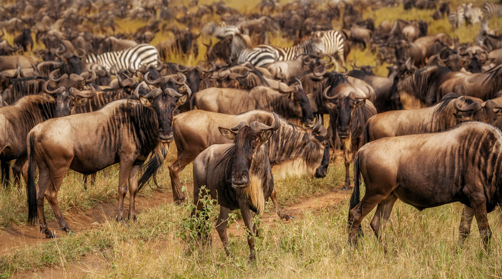 Фотографія Много-много диких... антилоп.Танзания! / Александр Вивчарик / photographers.ua
