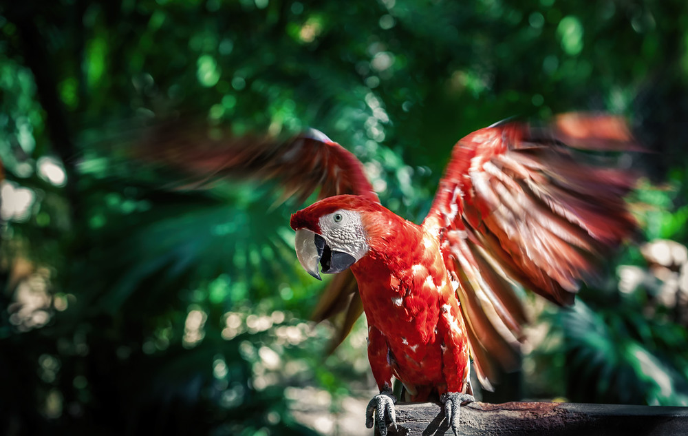 Фотографія А мне летать охота... Мексика! / Александр Вивчарик / photographers.ua