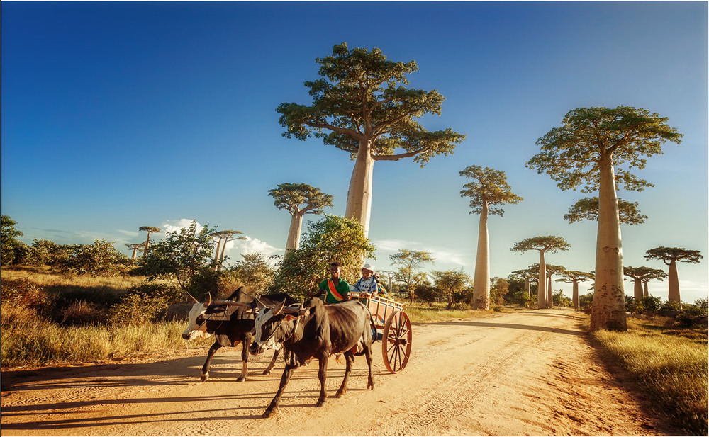 Фотографія Мадагаскар,долина баобабов,заход солнца и люди... / Александр Вивчарик / photographers.ua
