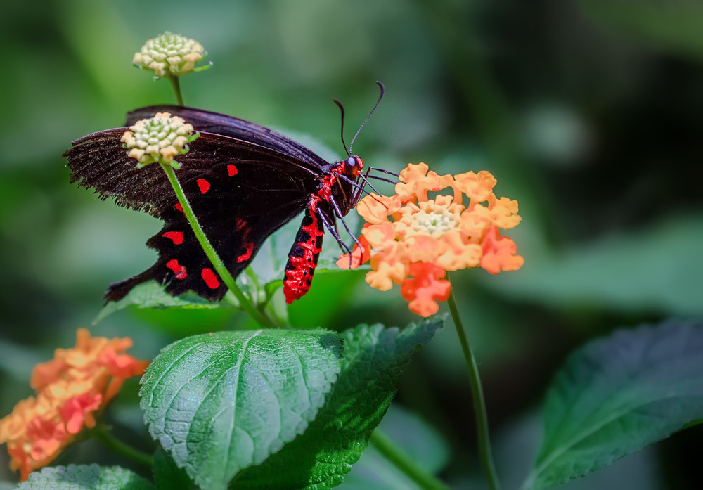 Фотографія Парк бабочек в Бенальмадене (Коста-дель-Соль, Испания)... / Александр Вивчарик / photographers.ua