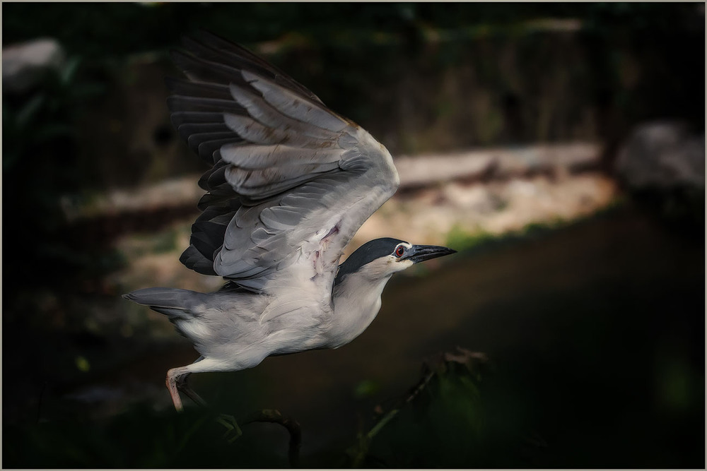 Фотографія Спугнули...Куала-Лумпур, парк птиц...Малайзия. / Александр Вивчарик / photographers.ua