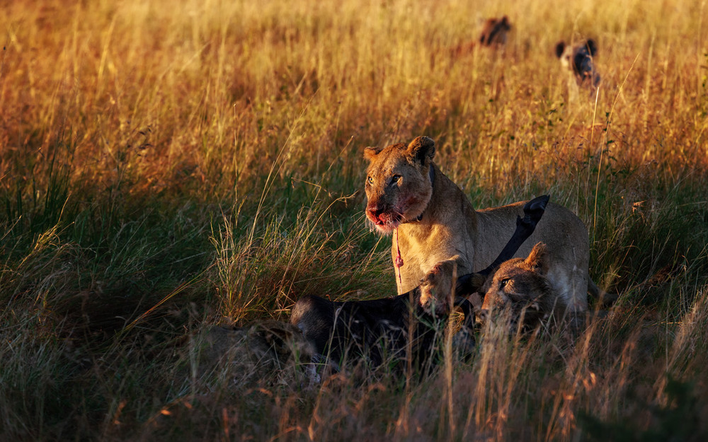 Фотографія Удачная охота...Саванна.Танзания! / Александр Вивчарик / photographers.ua