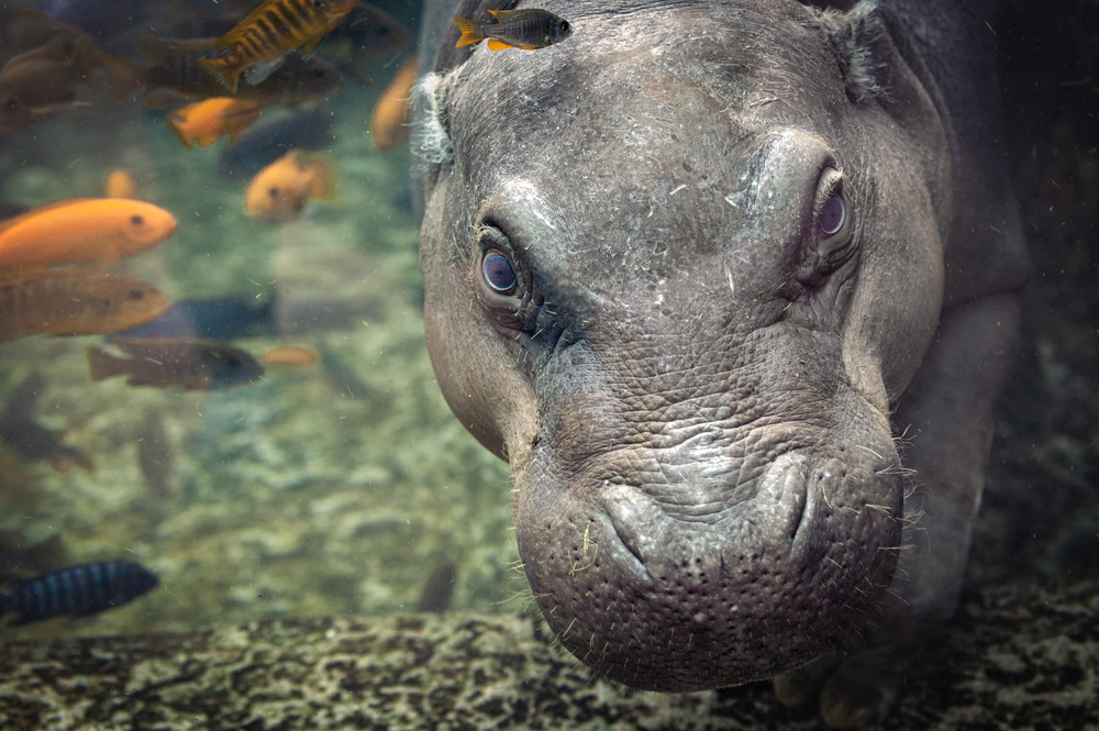 Фотографія Погляд під водою! / Олександр Вівчарик / photographers.ua