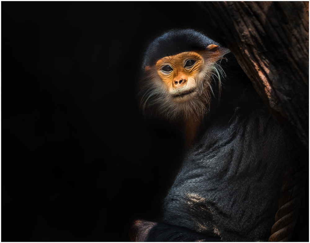 Фотографія Капуцины...Их называют «широконосыми обезьянами» из-за широкой перегородки между ноздрями. / Александр Вивчарик / photographers.ua