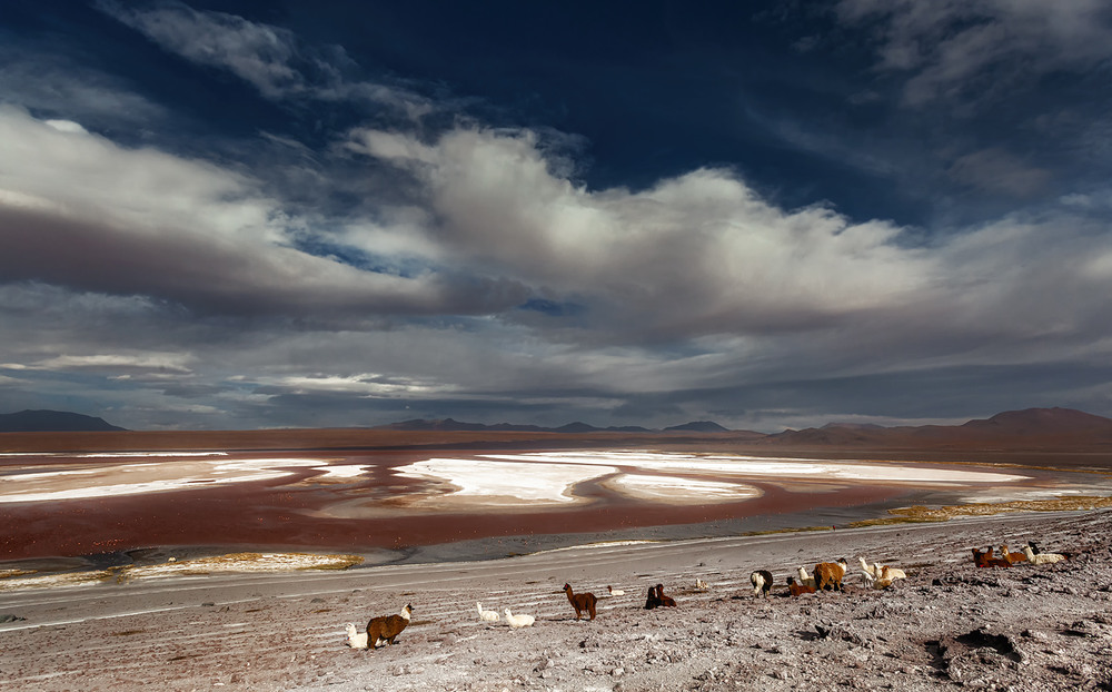 Фотографія Лагуна Колорадо или Красная Лагуна... Боливия! / Александр Вивчарик / photographers.ua
