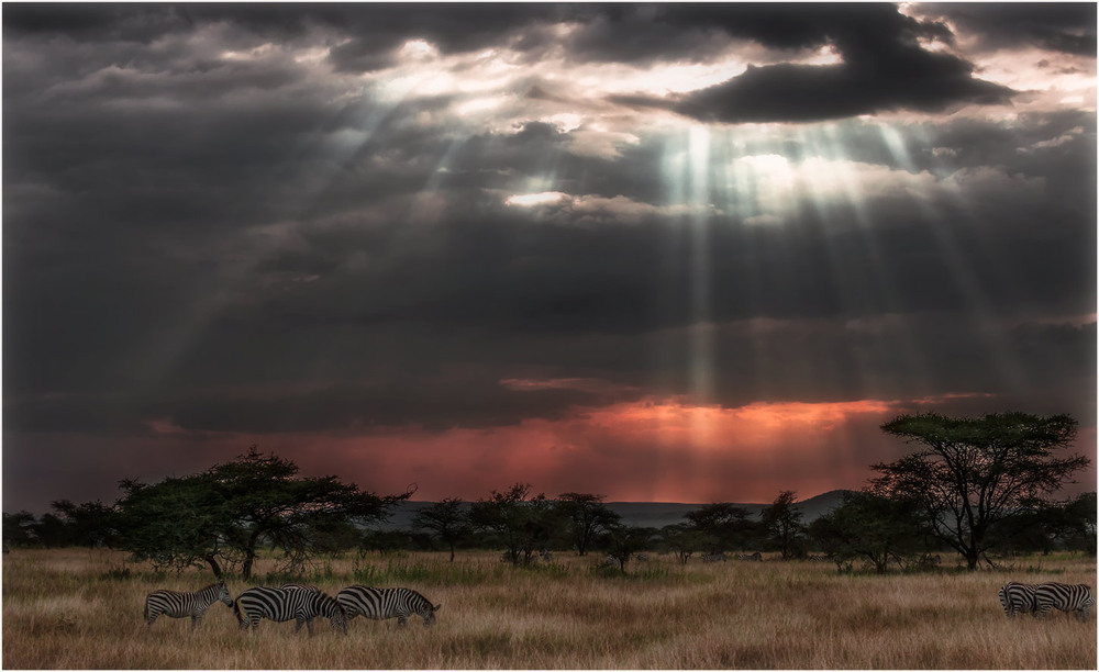 Фотографія Вечерело в саванне!!! Танзания... / Александр Вивчарик / photographers.ua