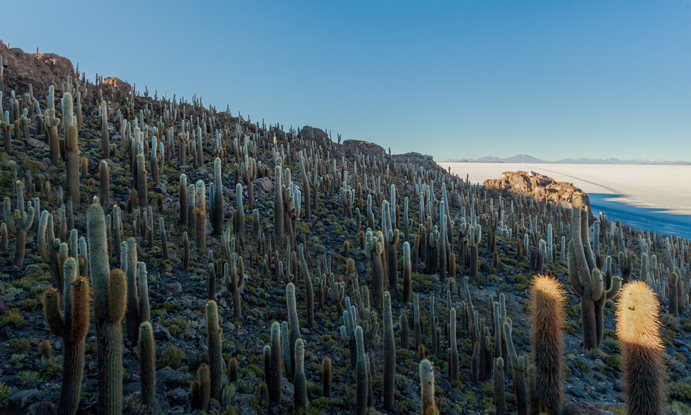 Фотографія Остров Инкауаси... Боливия! / Александр Вивчарик / photographers.ua