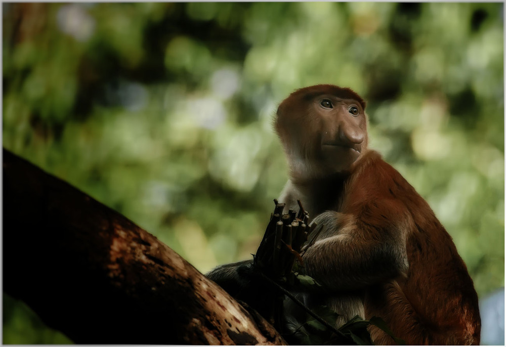 Фотографія Носач или кахау...Распространён исключительно на острове Борнео.Малайзия. / Александр Вивчарик / photographers.ua