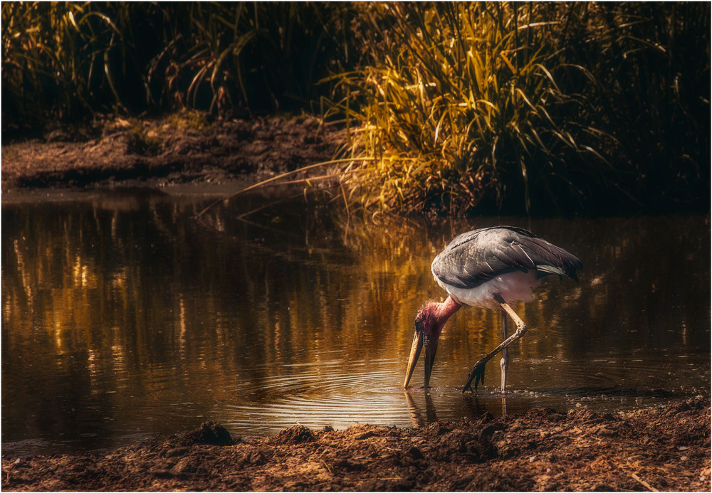 Фотографія Утренняя "охота" марабу... Танзания! / Александр Вивчарик / photographers.ua