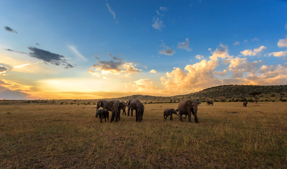 Фотографія Вечер,саванна и слоники... Кения! / Александр Вивчарик / photographers.ua