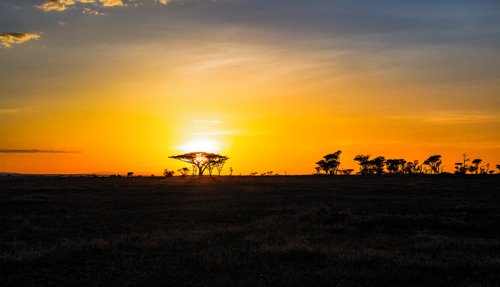 Фотографія Рассвет в саванне...Танзания! / Александр Вивчарик / photographers.ua