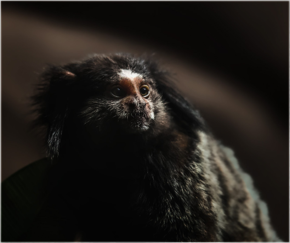 Фотографія Знакомьтесь...Игрунка-мар мазетка!  Самая маленькая обезьяна на планете!!! / Александр Вивчарик / photographers.ua