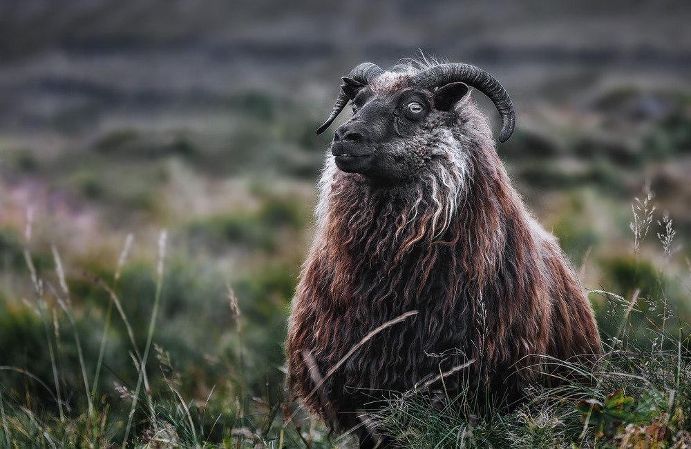 Фотографія Десь на просторах Ісландії... / Олександр Вівчарик / photographers.ua
