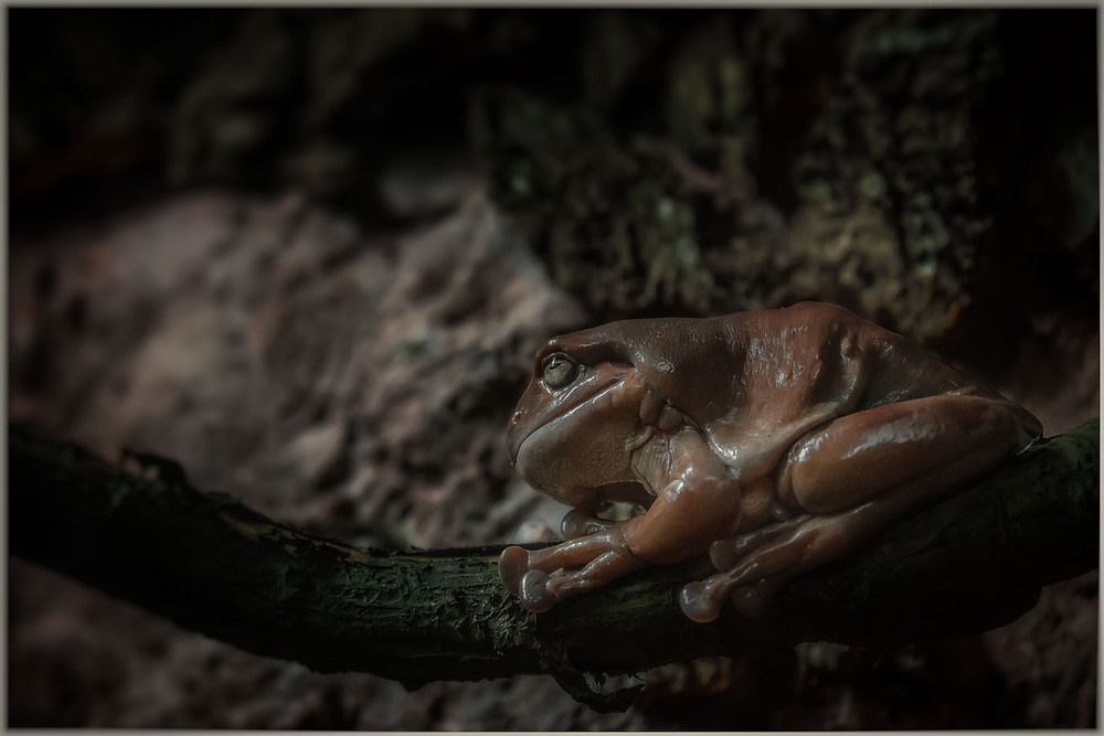 Фотографія Малайская гигантская лягушка (Limnonectes blythii)...ZOO Сингапур. / Александр Вивчарик / photographers.ua