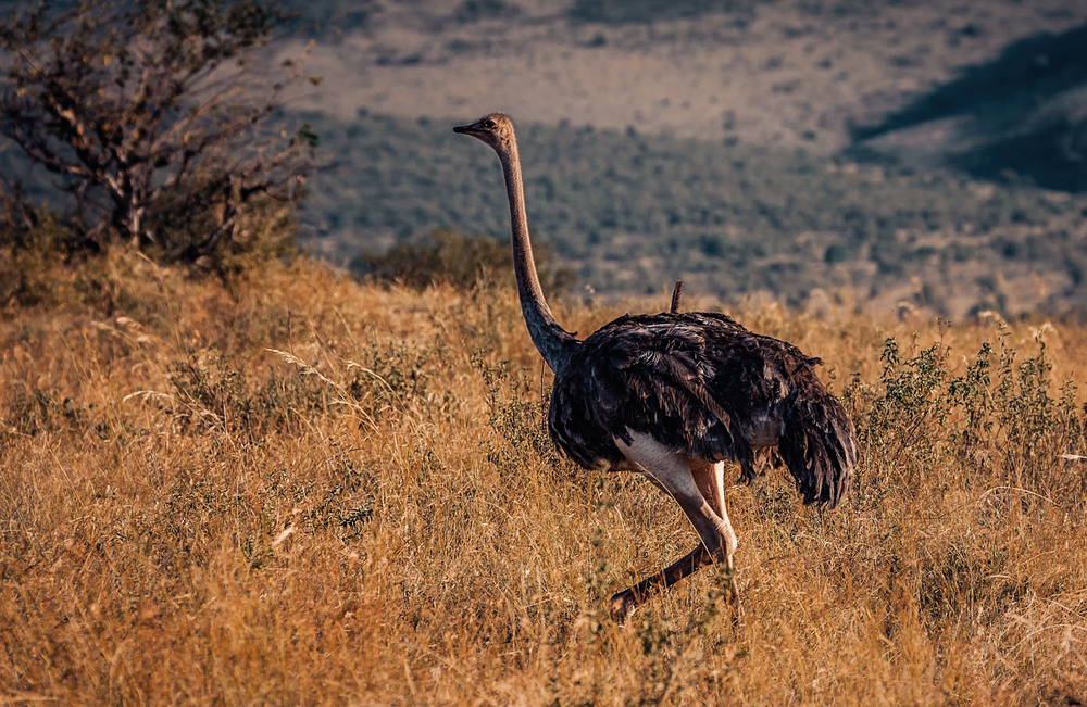 Фотографія Африканский страус...Кения! / Александр Вивчарик / photographers.ua