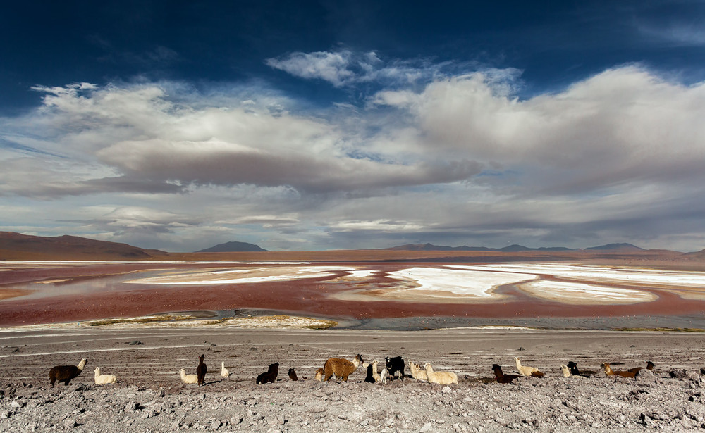 Фотографія Лагуна Колорадо или Красная Лагуна... Боливия! / Александр Вивчарик / photographers.ua