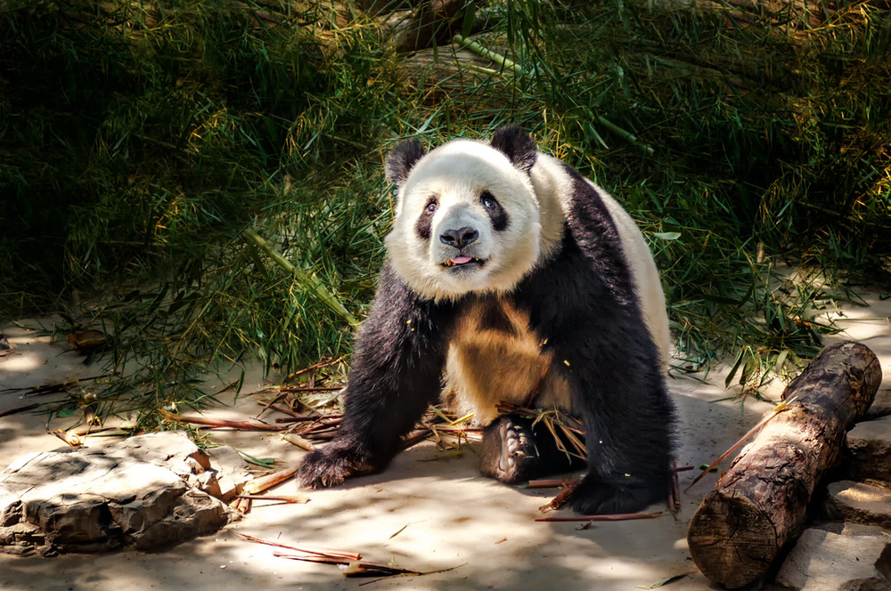 Фотографія Большая панда...ZOO...Пекин. / Александр Вивчарик / photographers.ua