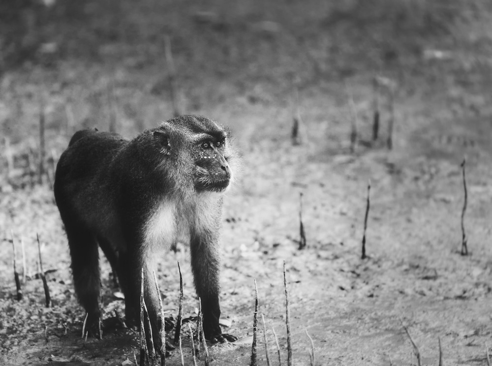 Фотографія Взгляд вожака...о.Борнео. Малайзия! / Александр Вивчарик / photographers.ua