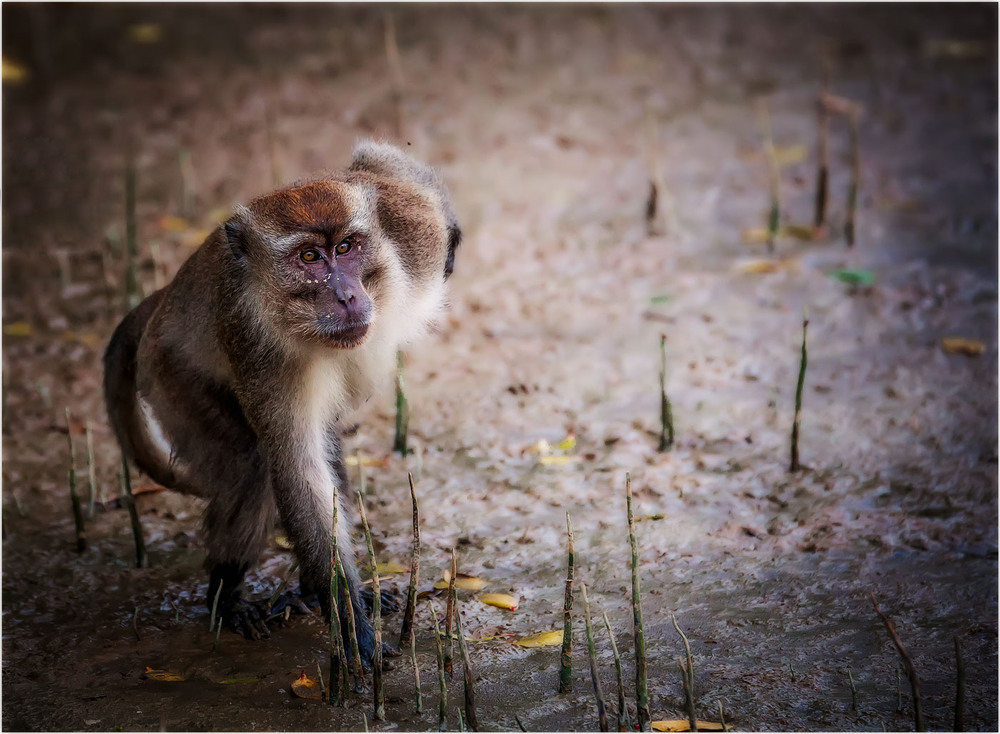 Фотографія Вожак...Национальный Парк Кинабалу, о.Борнео,Малайз ия... / Александр Вивчарик / photographers.ua