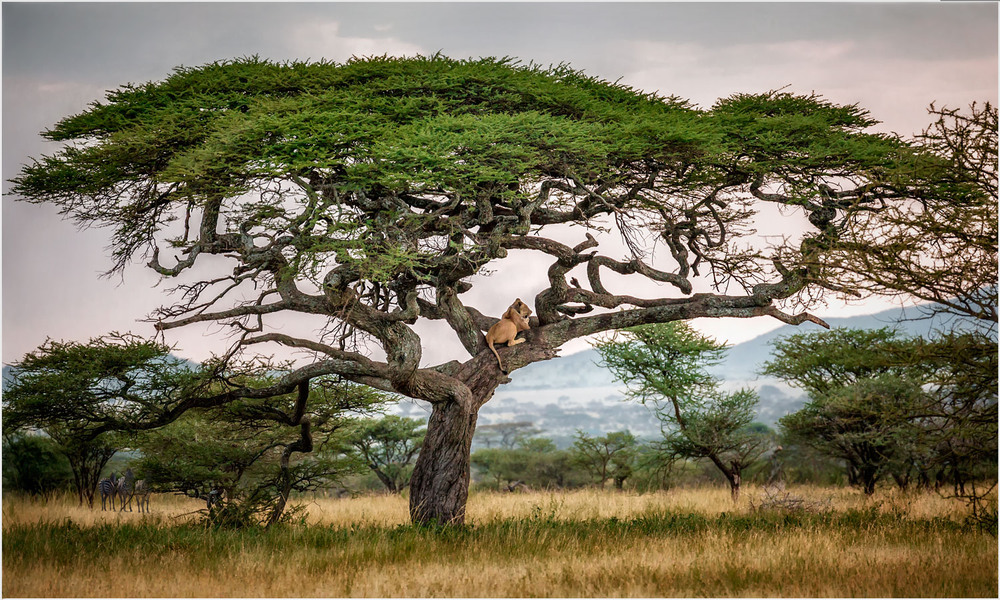 Фотографія "Высоко сижу....далеко гляжу!!!".Парк Серенгети.Танзания! / Александр Вивчарик / photographers.ua