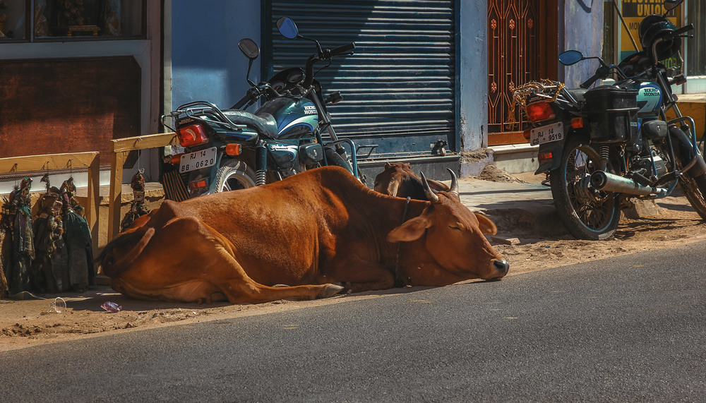 Фотографія Священное животное... Джайпур.Индия! / Александр Вивчарик / photographers.ua