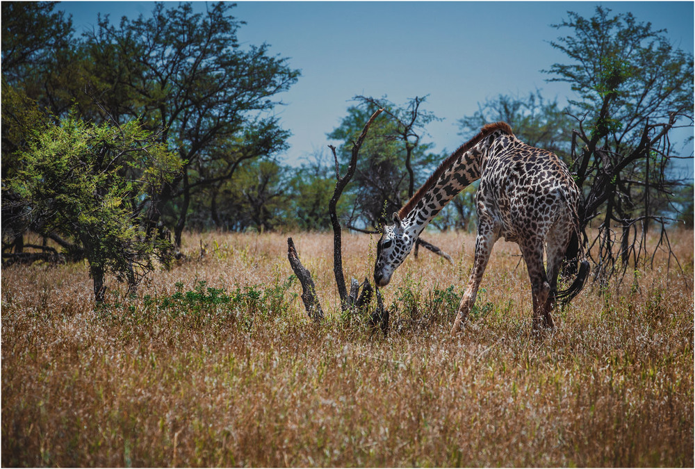 Фотографія А у жирафа шея длинная... Танзания! / Александр Вивчарик / photographers.ua