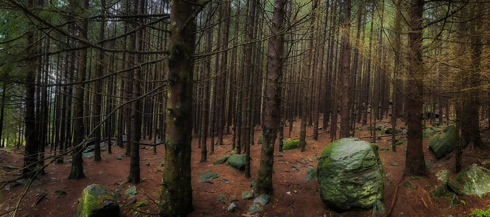 Фотографія Загадочный лес... Румыния. / Александр Вивчарик / photographers.ua