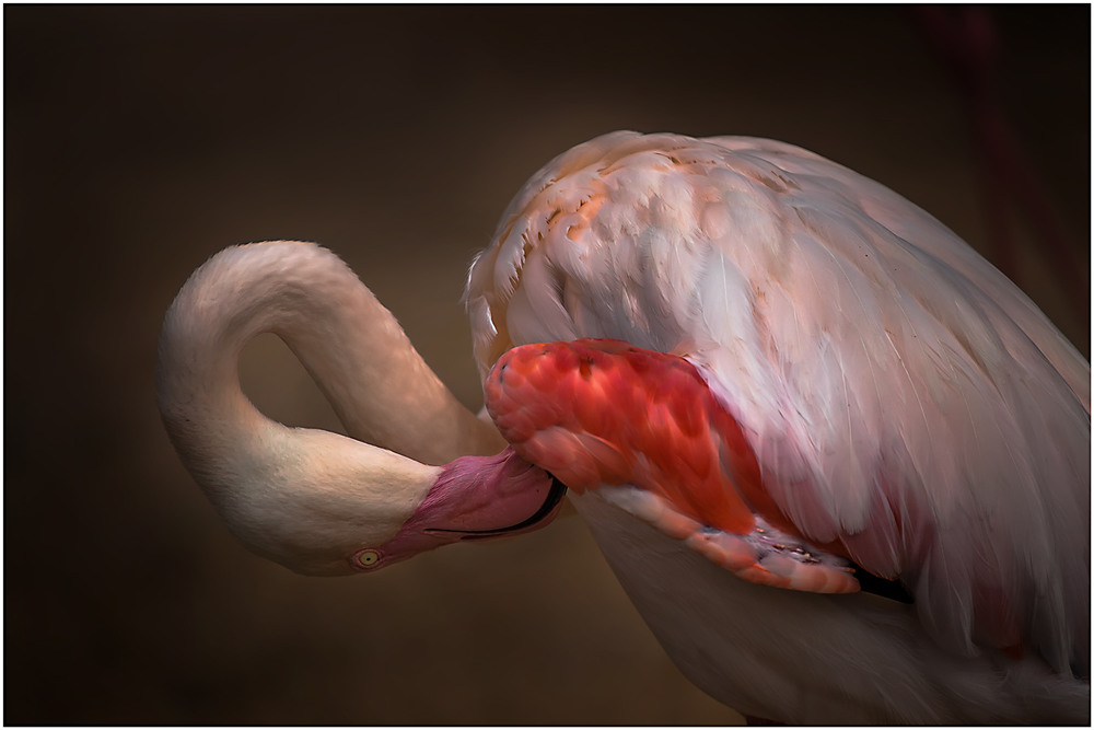 Фотографія Грациозная птица...Фламинго!!! / Александр Вивчарик / photographers.ua