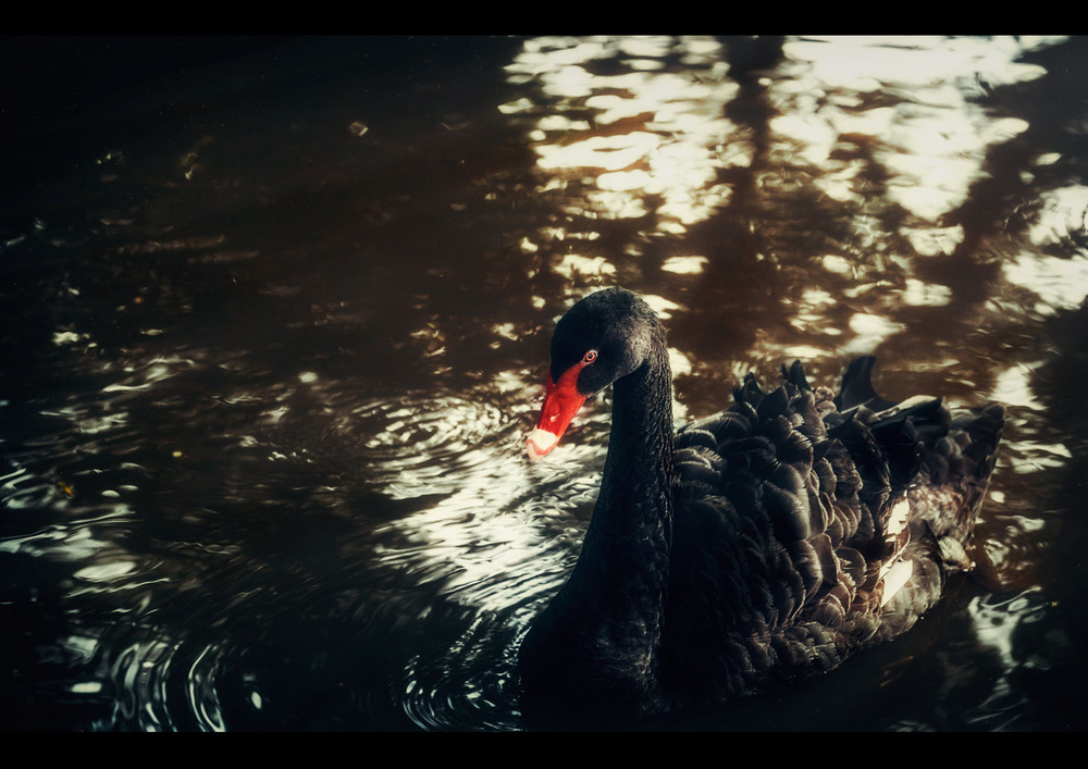 Фотографія Сквозь утренние лучи солнца...(о.Маврикий). / Олександр Вівчарик / photographers.ua