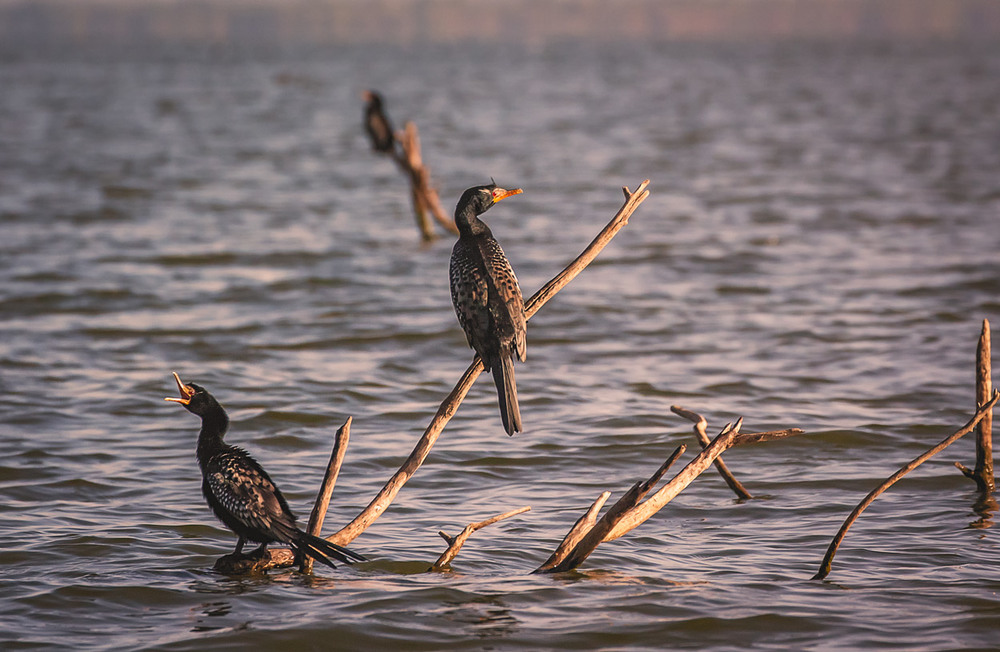 Фотографія Паника...Кения...озеро Найваша. / Александр Вивчарик / photographers.ua