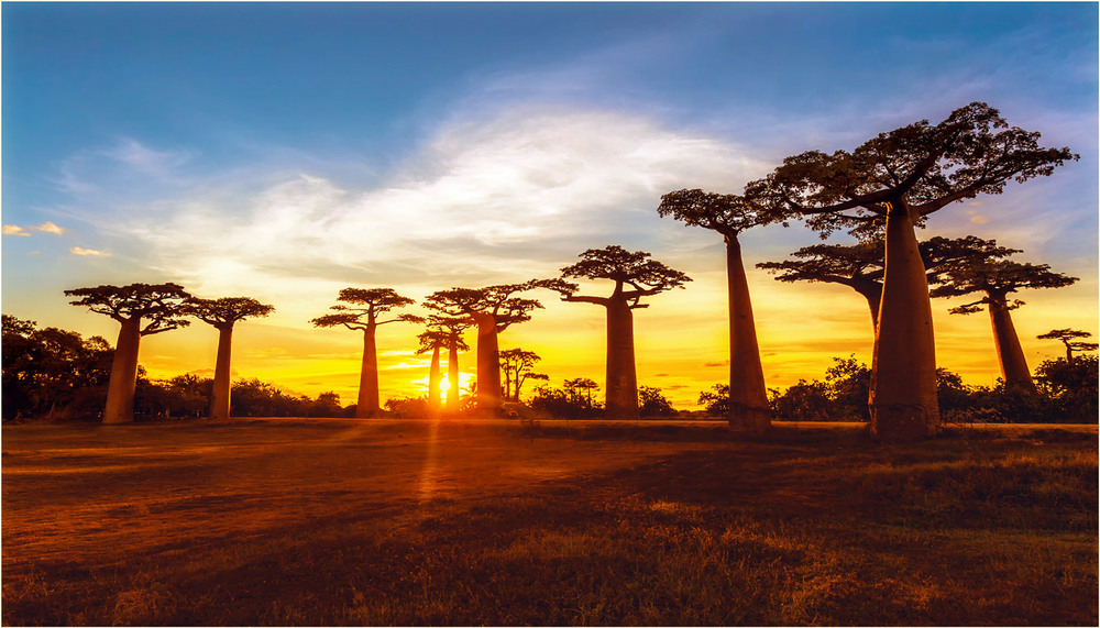 Фотографія Баобабовый закат...Мадагаскар!!! / Александр Вивчарик / photographers.ua