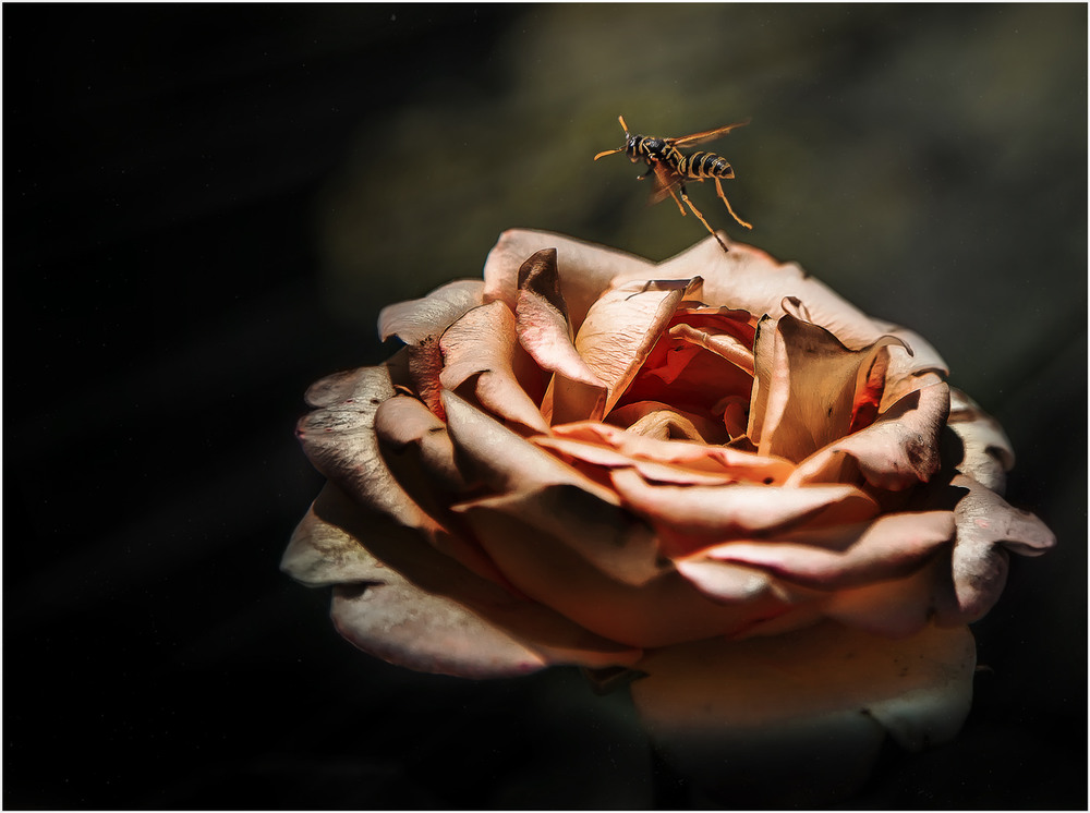 Фотографія Пролетая над увядающей розой... / Александр Вивчарик / photographers.ua