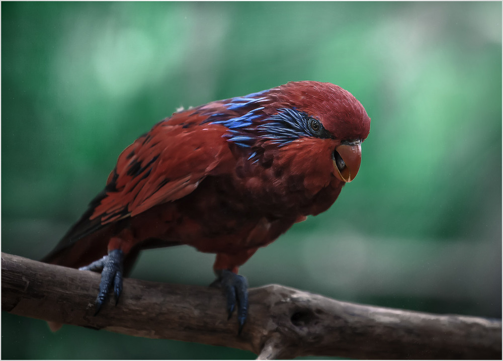 Фотографія Попугай сидит на ветке , яркой красочной расцветки,иногда кричит по- птичьи... / Александр Вивчарик / photographers.ua