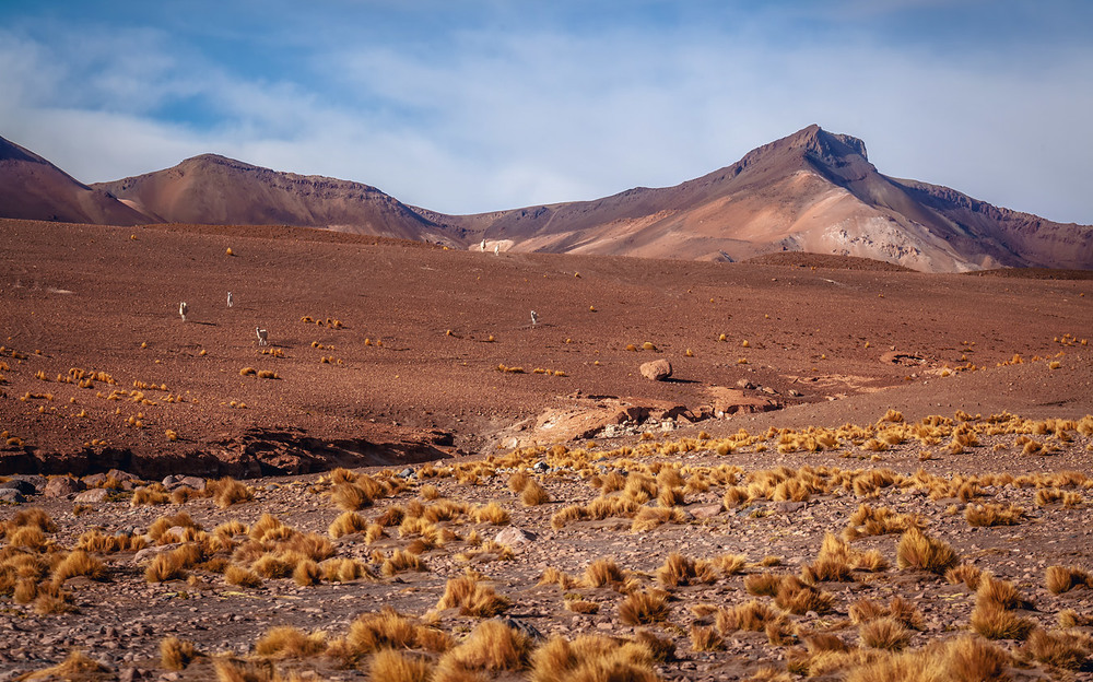 Фотографія Путешествуя по Боливии...4800м над уровнем моря. / Александр Вивчарик / photographers.ua
