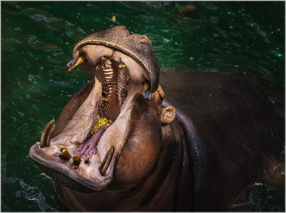 Фотографія Очень кушать хоццаааа...Открытый зоопарк Као Кео...Паттайя,Таиланд. / Александр Вивчарик / photographers.ua