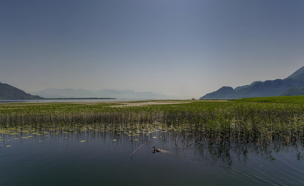 Фотографія Утро на Скадарском озере... Черногория! / Александр Вивчарик / photographers.ua