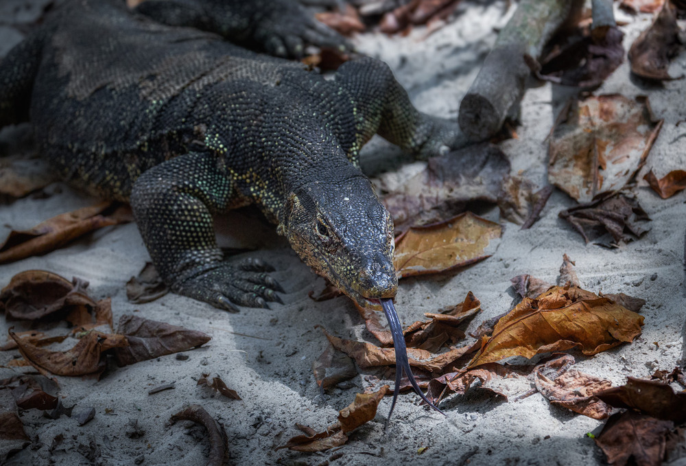 Фотографія Комодський варан - гігантський індонезійський варан ... остров Сапі, Малайзія! / Олександр Вівчарик / photographers.ua