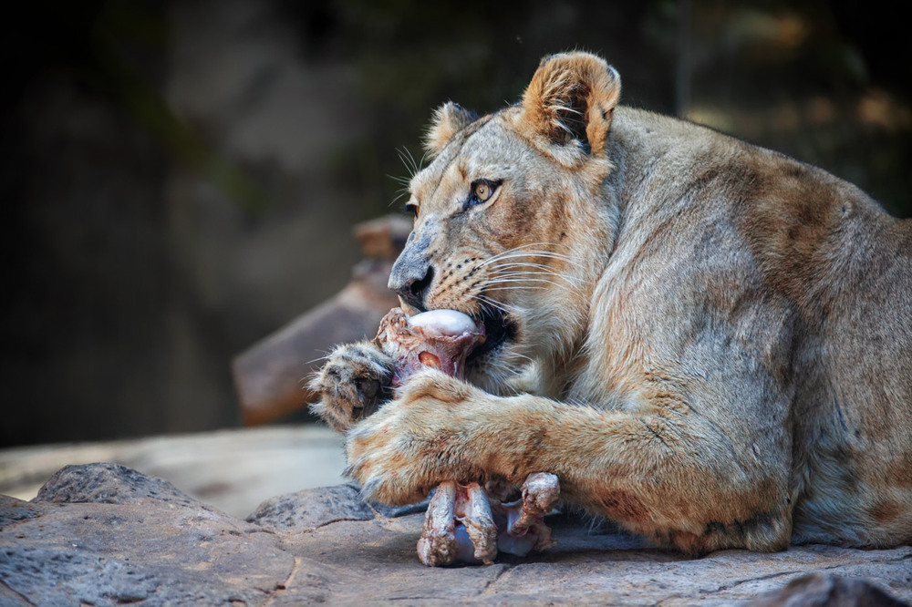 Фотографія Хижак трапезує... / Олександр Вівчарик / photographers.ua