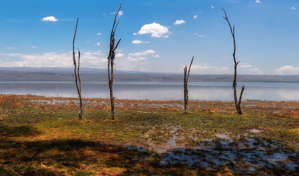 Фотографія Озеро Найваша (Lake Naivasha)... Кения! / Александр Вивчарик / photographers.ua