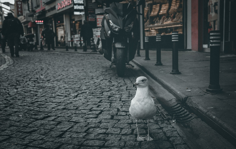 Фотографія Отважный птиц!...улочками Стамбула. / Александр Вивчарик / photographers.ua