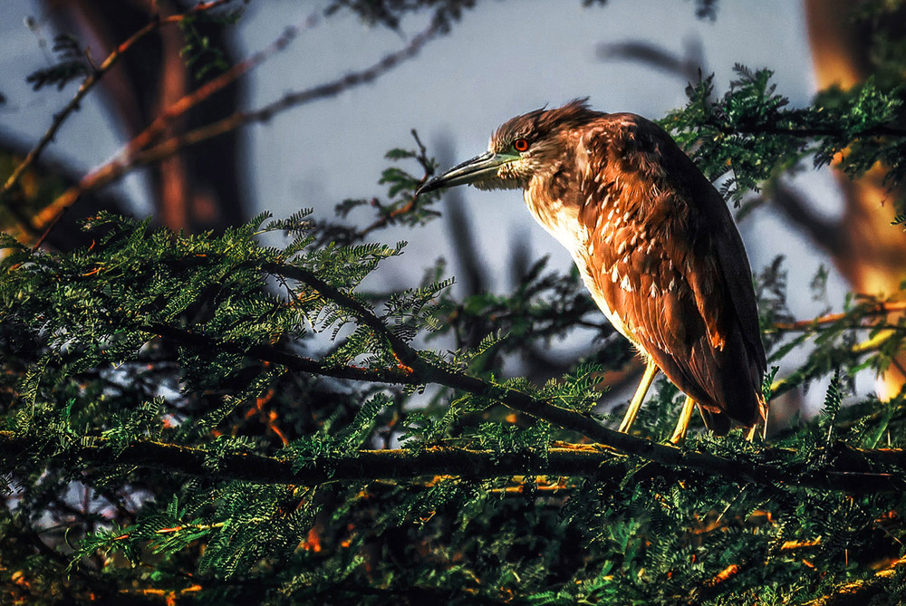 Фотографія Погляд... / Олександр Вівчарик / photographers.ua