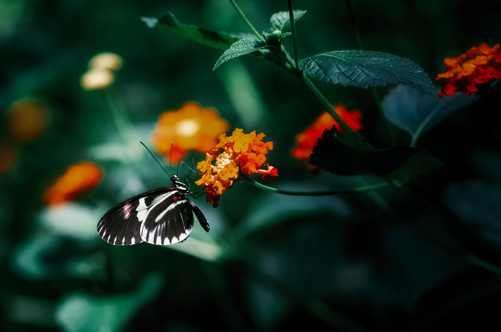 Фотографія "Парк бабочек"...Испания! / Александр Вивчарик / photographers.ua