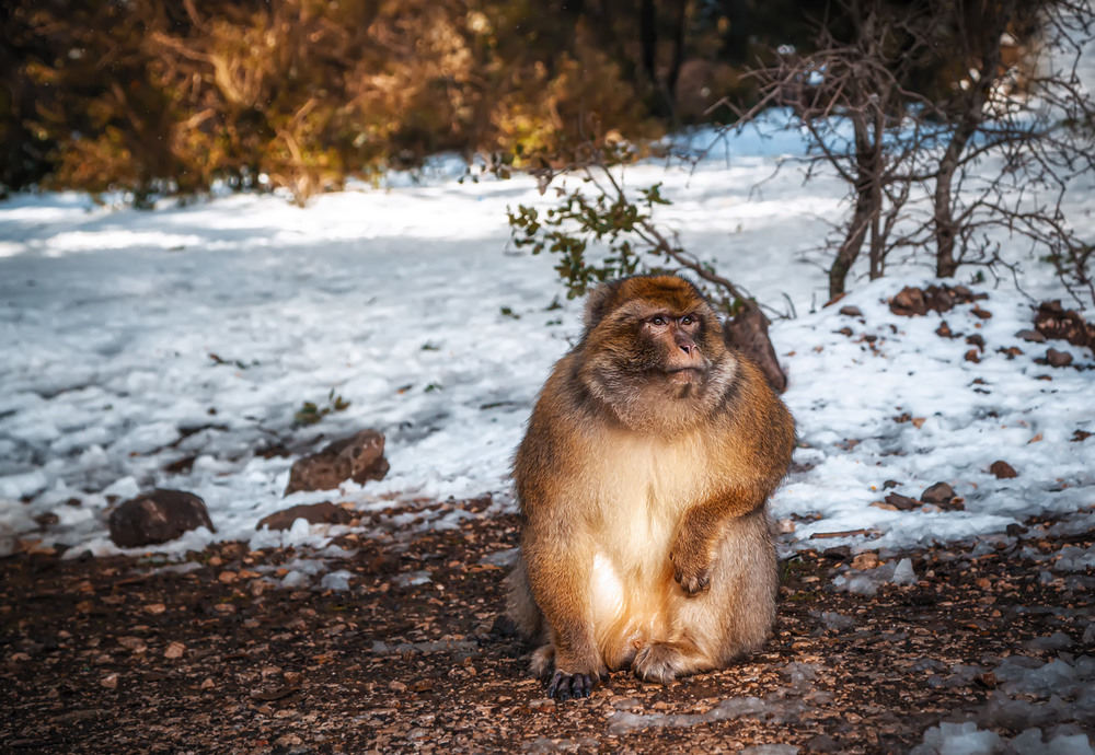 Фотографія Магот, или берберская обезьяна...Марокко! / Александр Вивчарик / photographers.ua