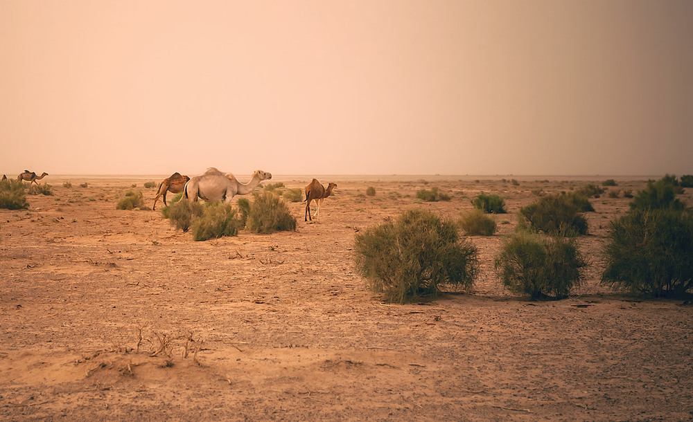 Фотографія "Корабли пустыни"...пустыня Дашт-е Кевир.Иран! / Александр Вивчарик / photographers.ua