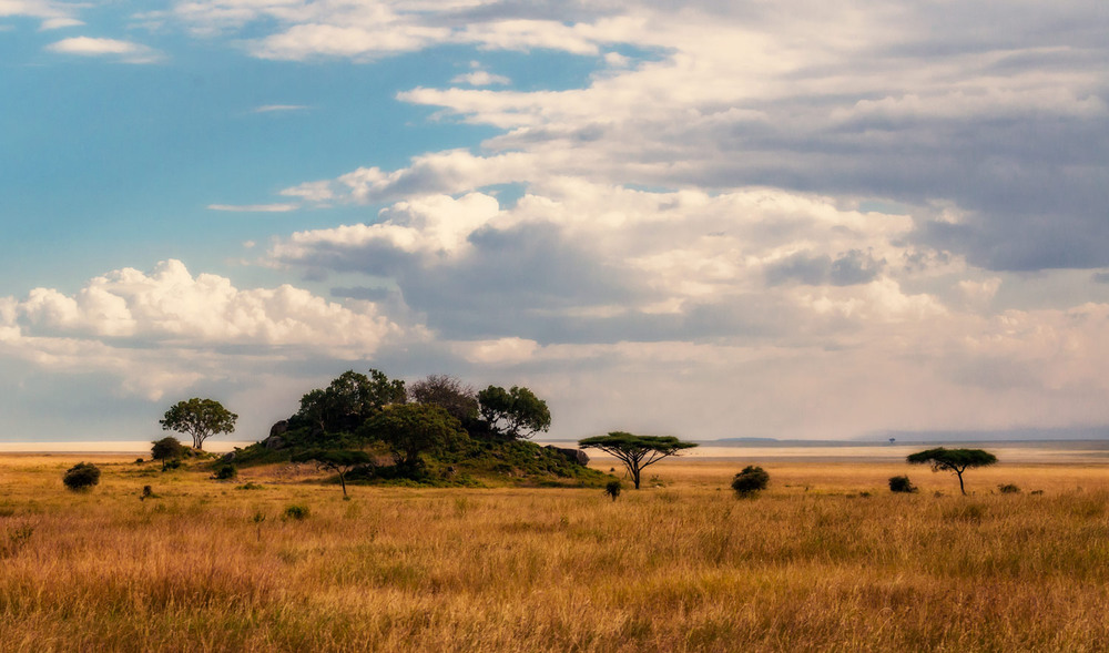 Фотографія "Островок" в саванне...Танзания! / Александр Вивчарик / photographers.ua
