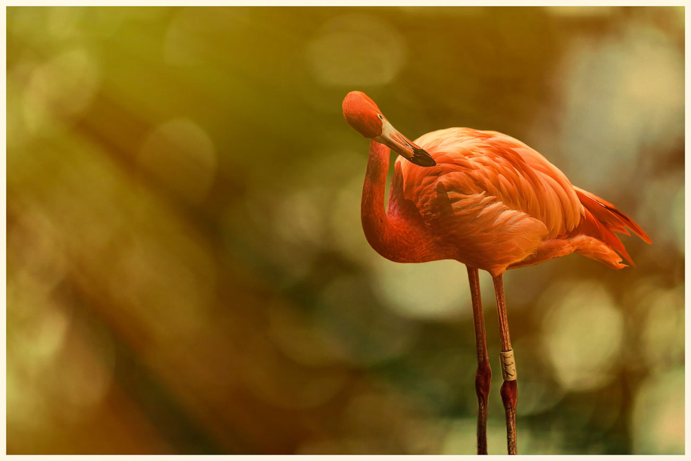 Фотографія Розовый фламинго №112...Карибы.Мексика .Эко парк Шкарет. / Александр Вивчарик / photographers.ua