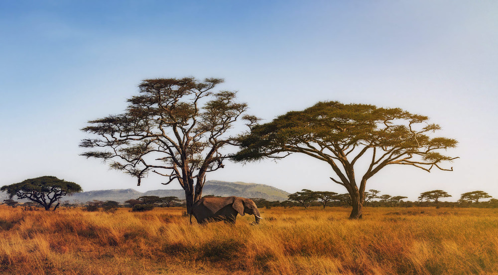 Фотографія Перед закатом.Саванный слон...Танзания! / Александр Вивчарик / photographers.ua